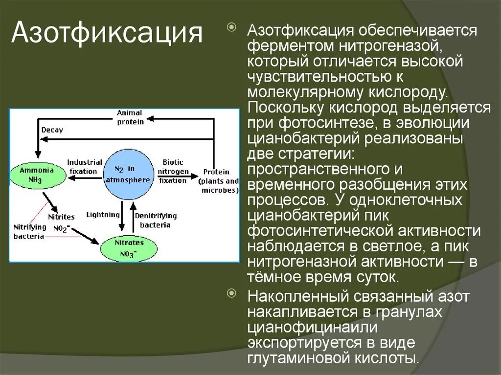 Азотфиксация. Процесс азотфиксации схема. Цианобактерии азотфиксация. Фиксация азота растениями.