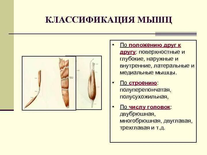 Напишите классификацию мышц по форме по расположению. Классификация мышц.