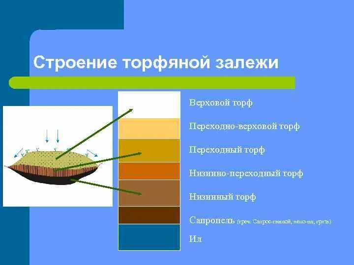 Строение болота. Строение торфа. Слои торфа. Торфяные отложения. Торфяник в разрезе.