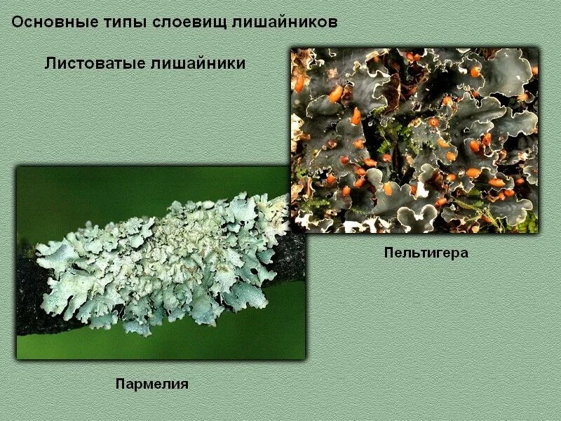 лишайники накипные листовые кустистые. накипное слоевище. лишайники по типу слоевища. представители накипных лишайников. типы талломов лишайников.