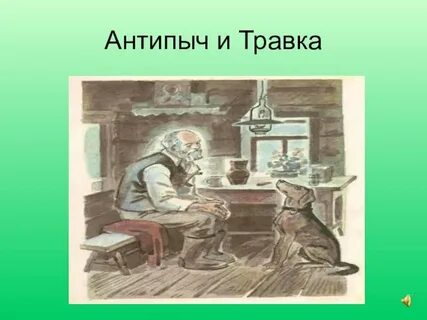 Кладовая солнца травка