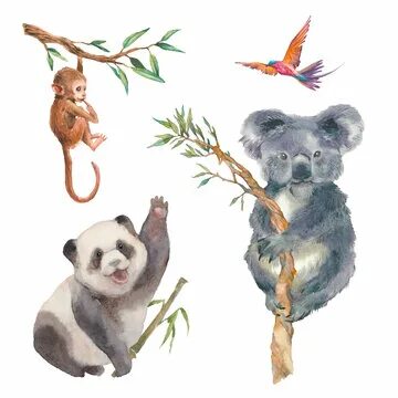 Панда и коала. Обезьяна Панда и коала. Панда коала отличия. Кто больше коала или Панда.