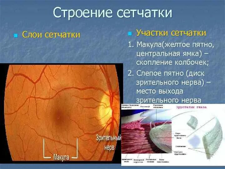 Строение желтого пятна глаза. Макула и диск зрительного нерва. Диск зрительного нерва и слепое пятно. Строение желтого пятна сетчатки.