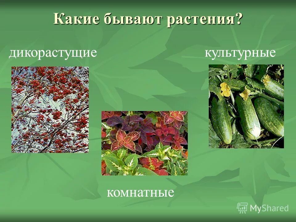 Тема жизнь растений. Какие бывают растения. Существующие растения. Какие виды растений бывают. Какие бывают растения травы.