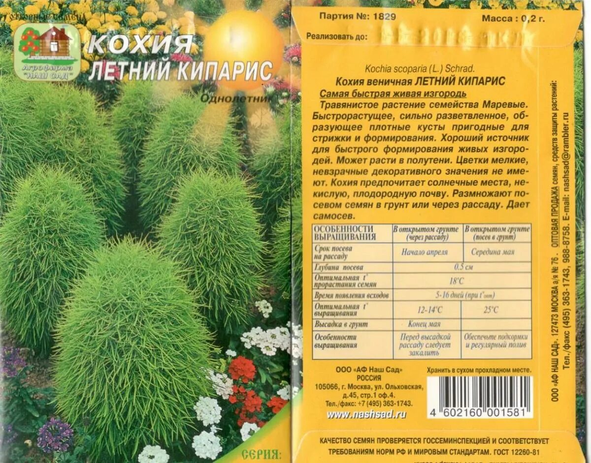 Кохия многолетняя купить семена