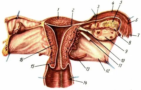 ВКонтакте Минусинсктегі секс