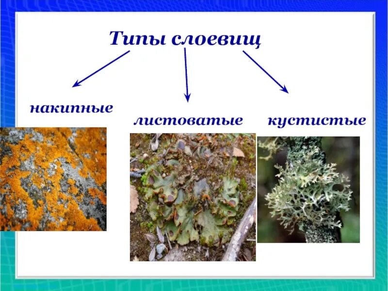 Накипные листоватые кустистые. Накипное слоевище. Лишайники накипные листоватые кустистые. Слоевище ягеля. Накипное слоевище лишайника