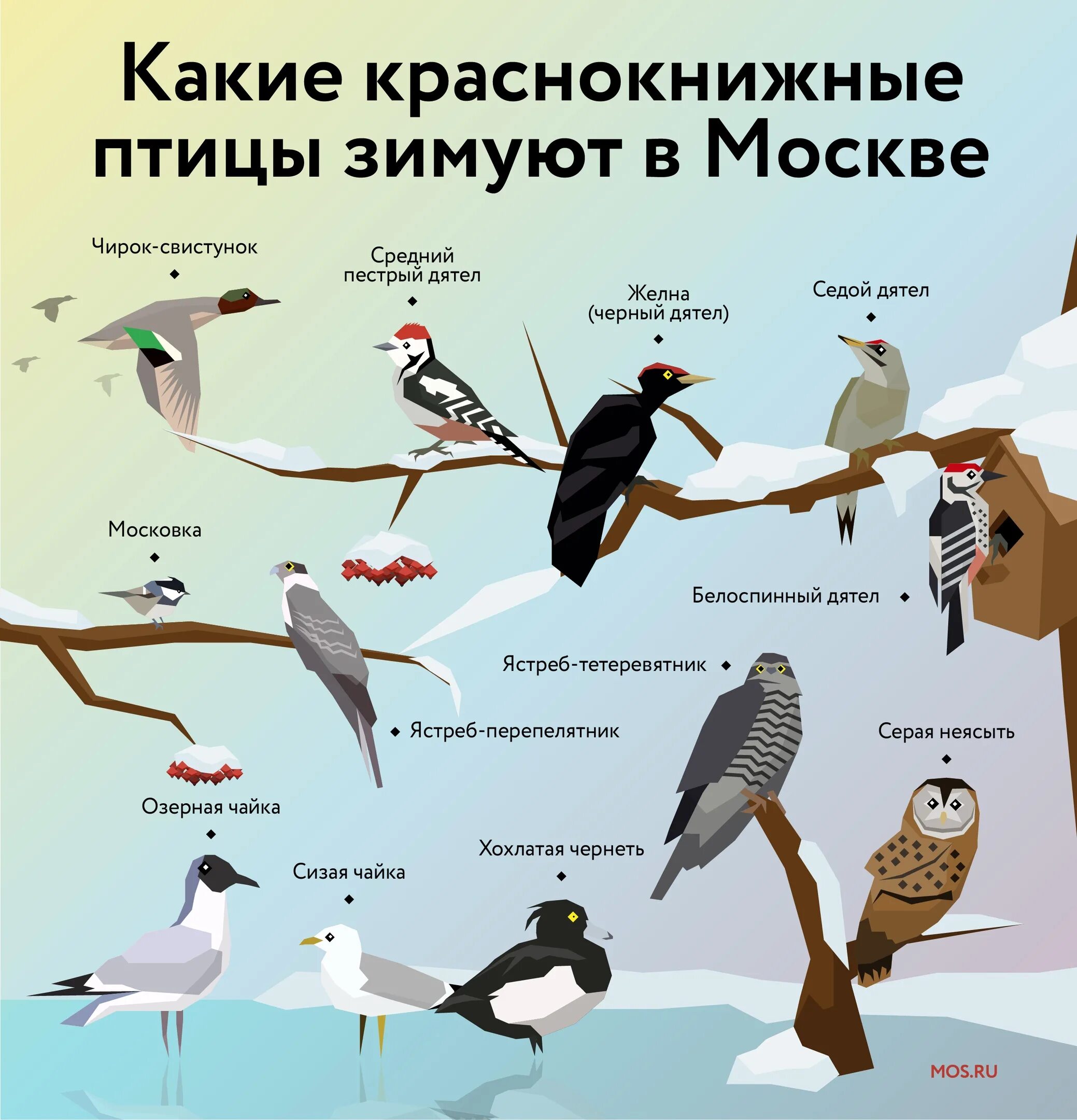 Птицы зимующие в городе. Птицы москвы. зимующие птицы москвы. птицы которые зимуют в москве. зимующие птицы москвы и подмосковья.