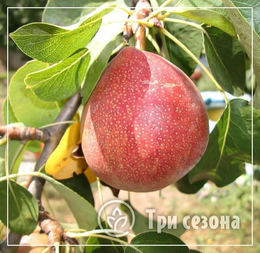 Саженцы груши Воронеж Доска объявлений Камелот