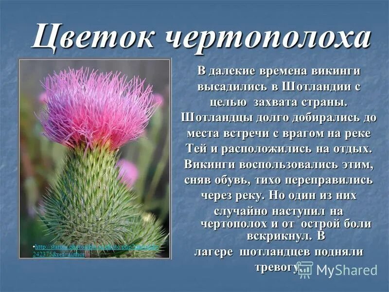 Цвет чертополох значение. Бодяк чертополох. Цвет чертополох значение. Цветок чертополоха символ шотландии. Расторопша растение.