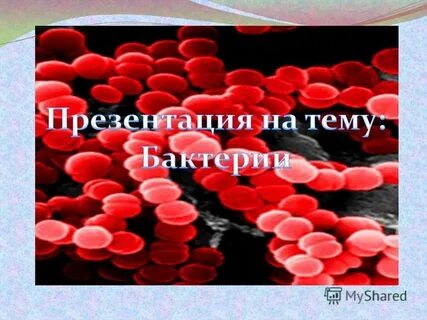 Проект бактерии древнейшая форма организмов