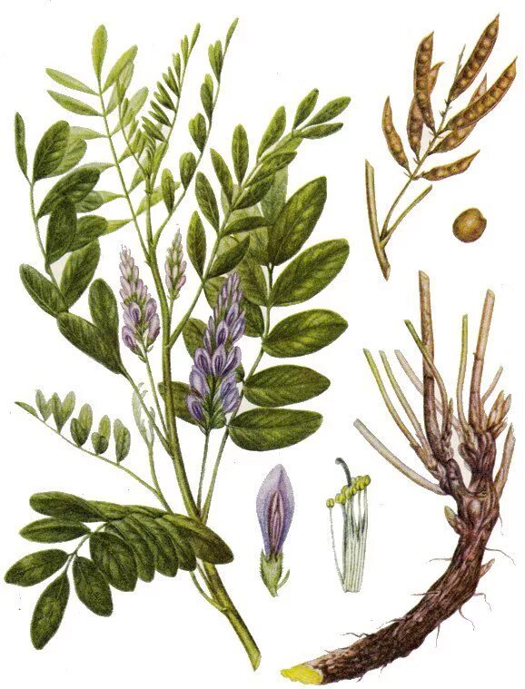 Glycyrrhiza glabra. Лакрица корень солодки. Лакрица Солодка растение. Солодка Уральская гербарий.