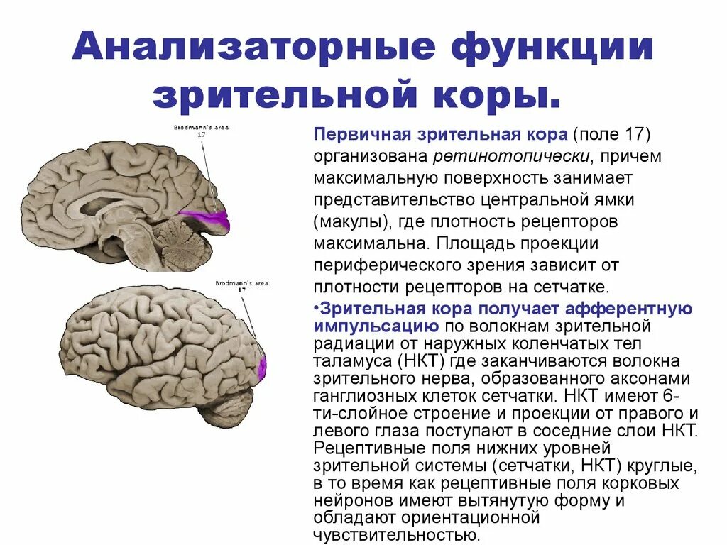 Функции зрительной зоны головного мозга. Третичные поля мозга