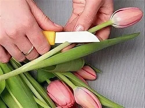 Как надо подрезать тюльпаны. Подрезать тюльпаны. Подрезание тюльпанов. Правильный срез тюльпанов. Подрезаем цветы тюльпаны.