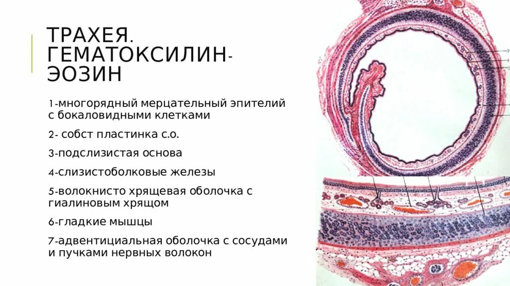 Адвентициальная оболочка гистология. Трахея гематоксилин эозин. Адвентициальная оболочка трахеи. Трахея препарат по гистологии. Медицинский препарат проникает в клетки мерцательного