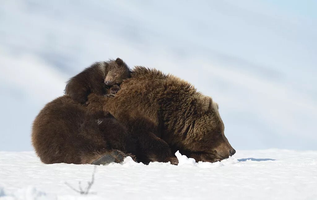 Шпиленок Камчатка. Жизнь про медведя