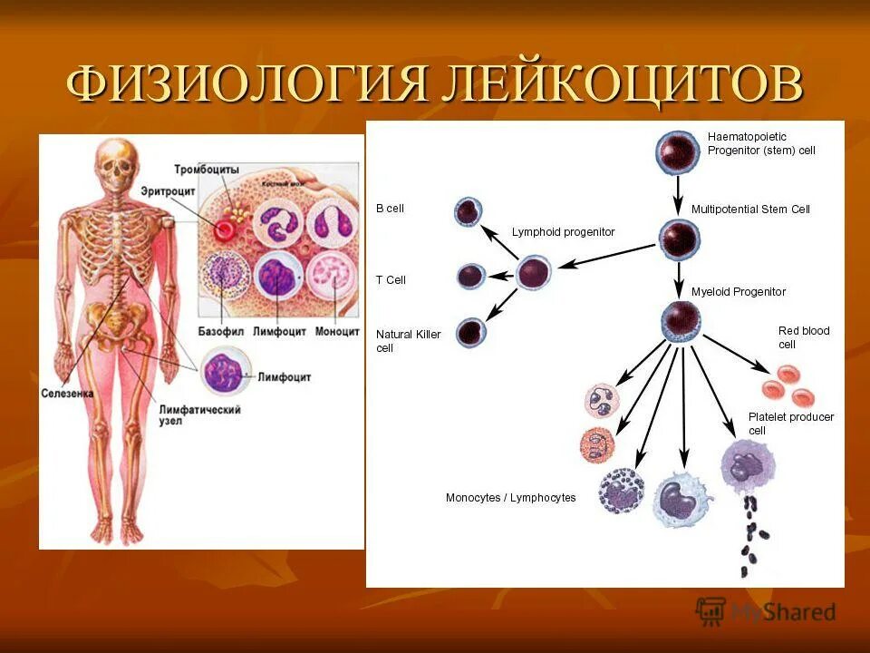 кровяными клетками являются. лейкоциты это белые кровяные клетки. кровяными клетками являются. кровяными клетками являются. клетками крови являются.