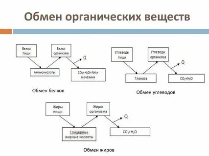 В осуществлении превращения неорганических веществ в органические
