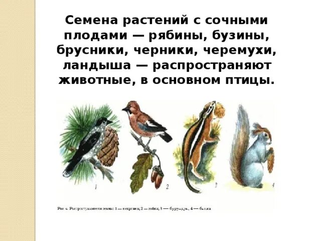 Плоды распространяемые птицами. Птицы распространяют семена. Распространение семян с помощью птиц. Распространение плодов и семян птицами. Семена каких растений распространяются с помощью птиц.