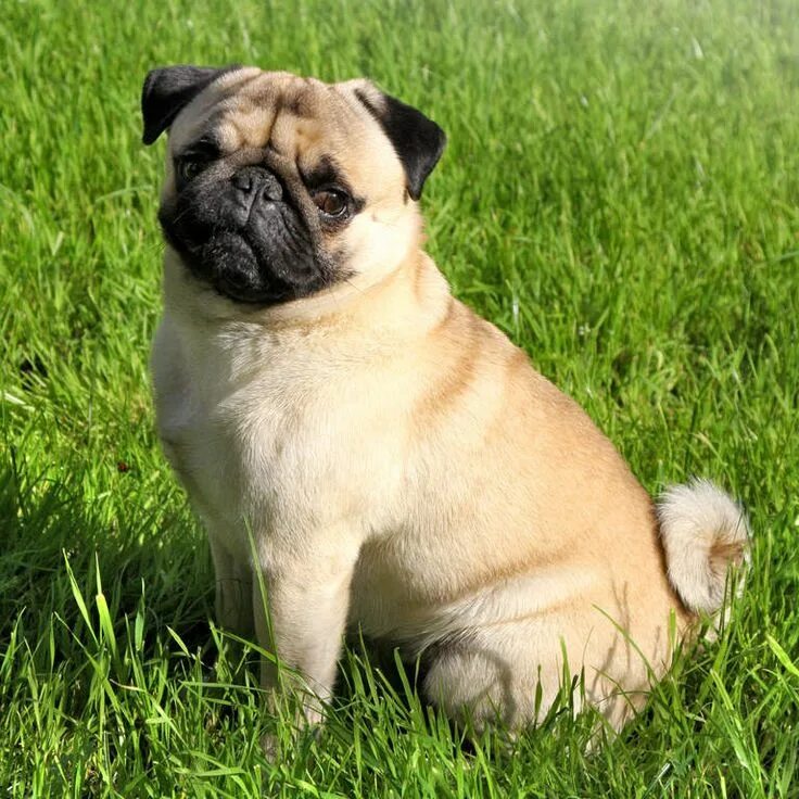 Pin on Pugs & Carlin & Doguillo