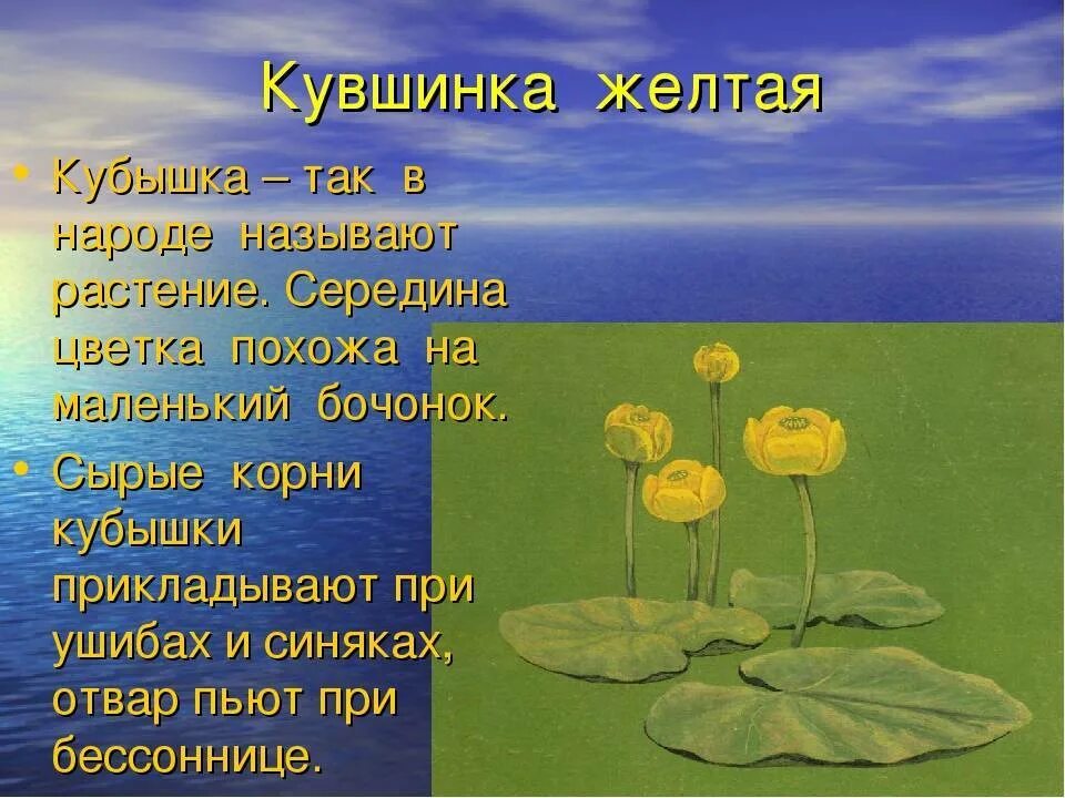 Кубышка желтая кубышка желтая. Русский язык 3 класс 1 часть стр 108 упр 204. Посреди лесного озерца расцвела желтая. Кувшинка белая марий эл. Кувшинка кубышка желтая рассказ.