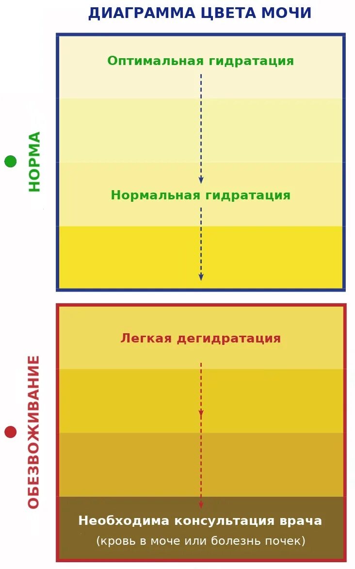 Какой должна быть моча в норме. Нормальный цвет мочи. Какой цвет мочи нормальный. Какого цвета нормальная моча. Нормальный цвет мочи у женщин.