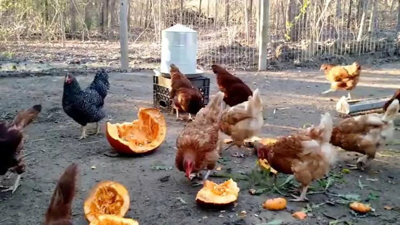 Можно ли курицам давать подсолнух. Куры едят тыкву. можно давать курам тыква. можно ли курам давать тыкву.