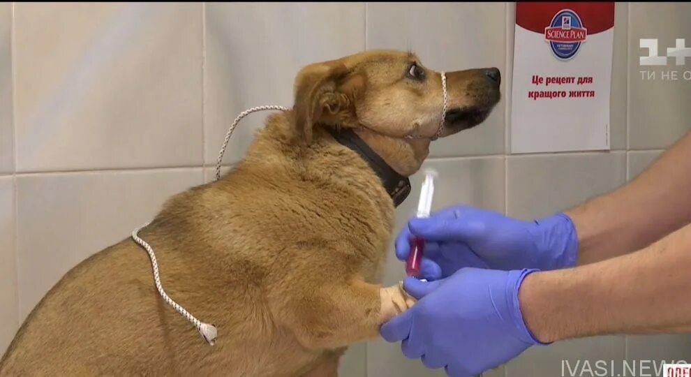 Смерть собаки от отравления. Собака после операции отравление костями.