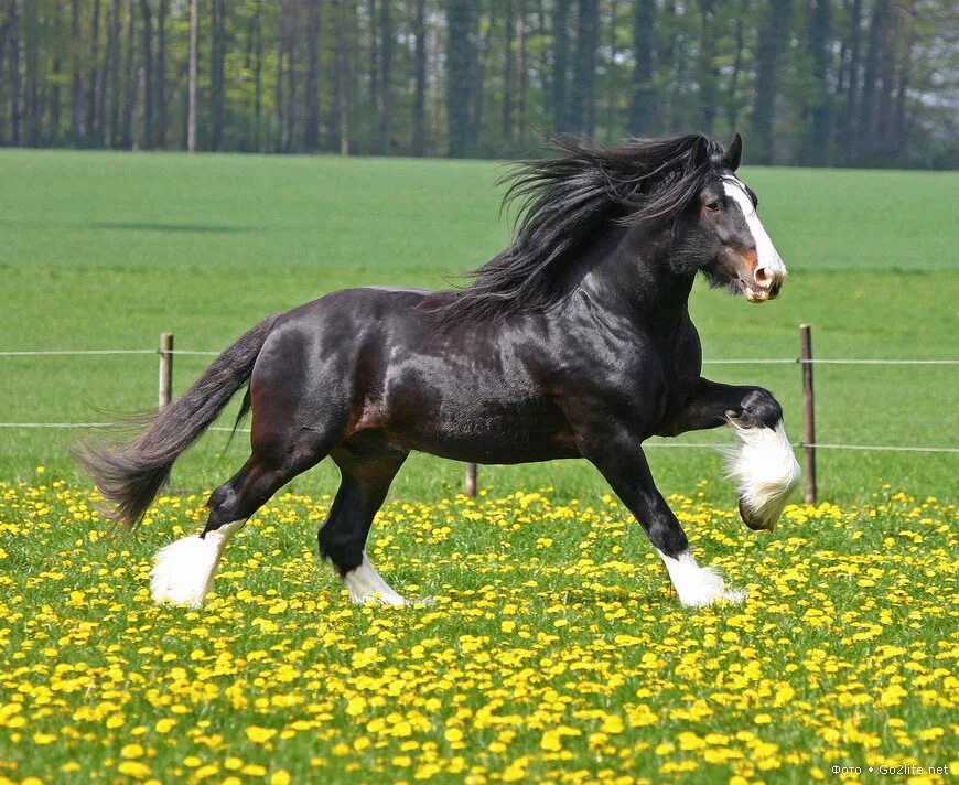 лошади тяжеловозы шайры. лошади породы шайр. порода шайр. тяжеловоз шайр. лошади тяжеловозы шайры.