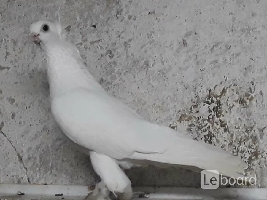 Ташкентские голуби двухчубые. Узбекские двухчубые бойные голуби. Голуби узбекские двухчубые. Голуби узбекские двухчубые. Узбекские голуби бесчубые.