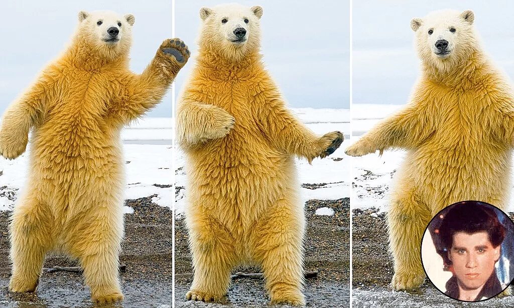 Где медведь танцует. Медведь танцует. Белый медведь танцует. Танцующий мишка. Танцующий белый мишка.