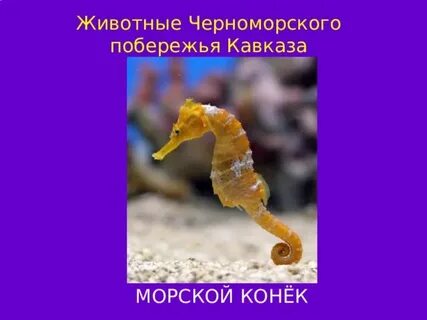 Какие животные черноморского побережья