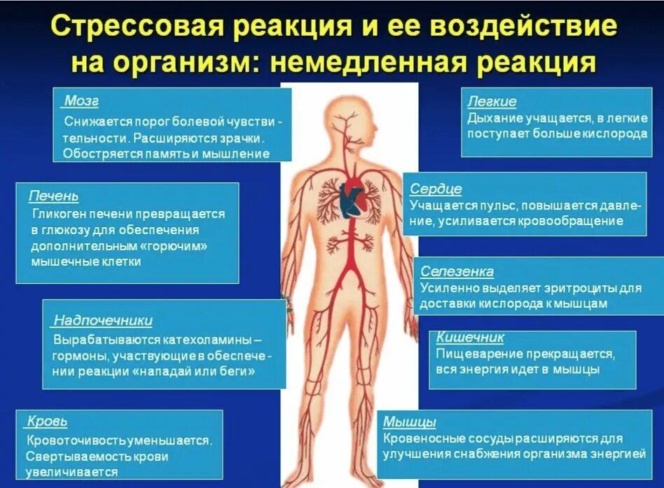 Причины возникновения сильных. Нарушения в органах при стрессе.. Болезни вызванные стрессом. Что происходит с организмом во время стресса. Влияние стресса на организм.