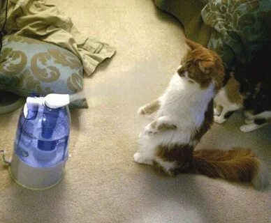 Кот быстро пьет