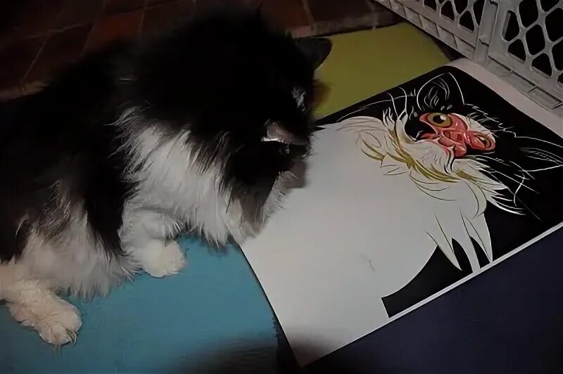 Chase no face cat. Chase no face cat
