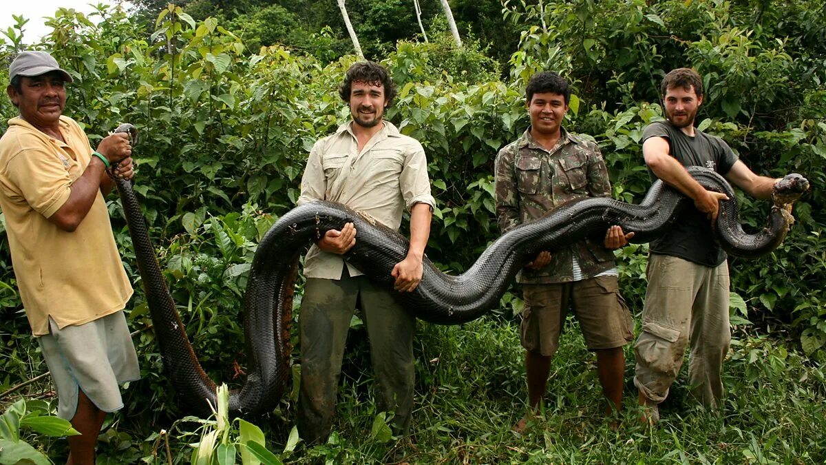Самая большая длина змеи. Анаконда змея. Анаконда самая длинная змея в мире.