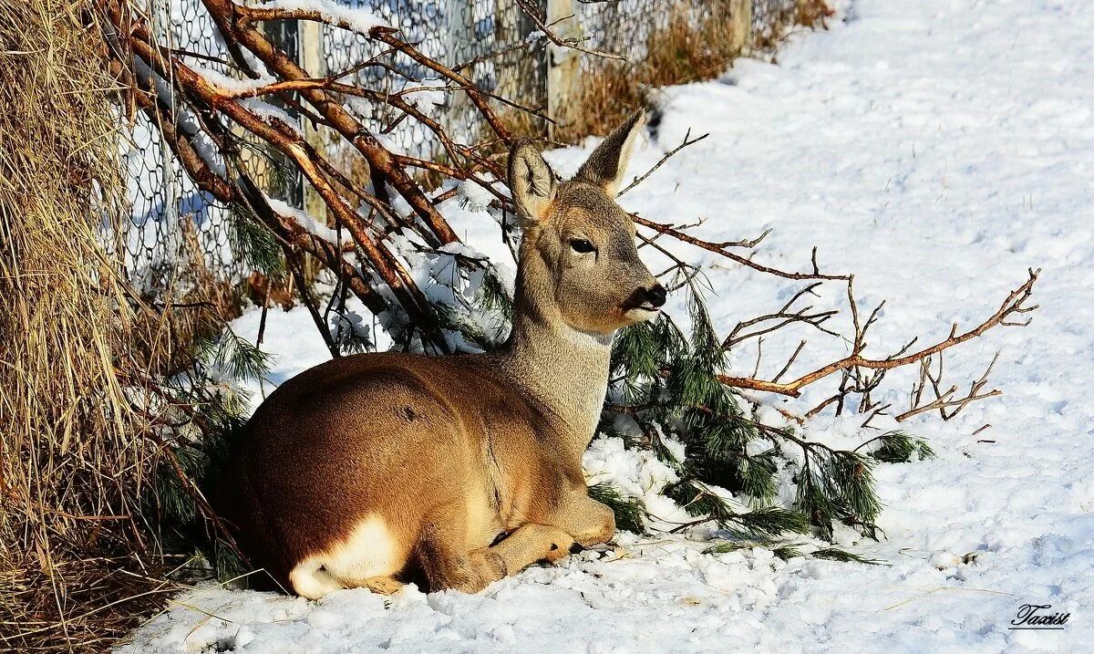 Косуля Сибирская кабарга. Баргузинский заповедник косуля. Косуля Дальневосточная маньчжурская. Кабарга Сибирская зимой. Лось белка рысь