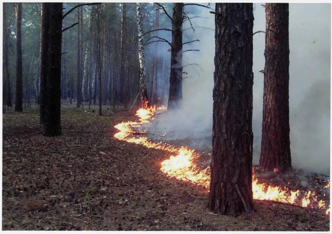 Лесные пожары низковойпожары. Пожар леса. Низовой пожар. Низовой пожар в лесу. Низовой лесной пожар.