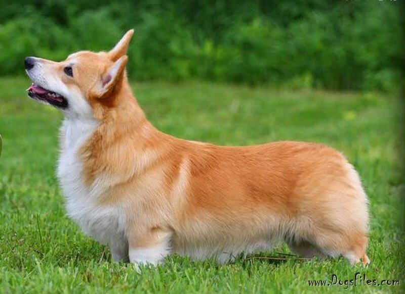 Вельш корги пемброк рыжий. Вельш корги ркф. Корги грей. Корги грей. Вельш корги пемброк рыже белый.
