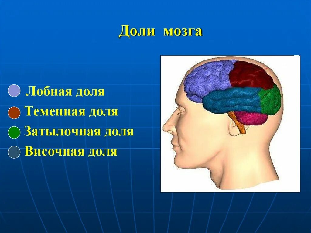 Лобная теменная височная затылочная доли мозга. Отделы головного мозга лобная височная. Теменная зона головного мозга.