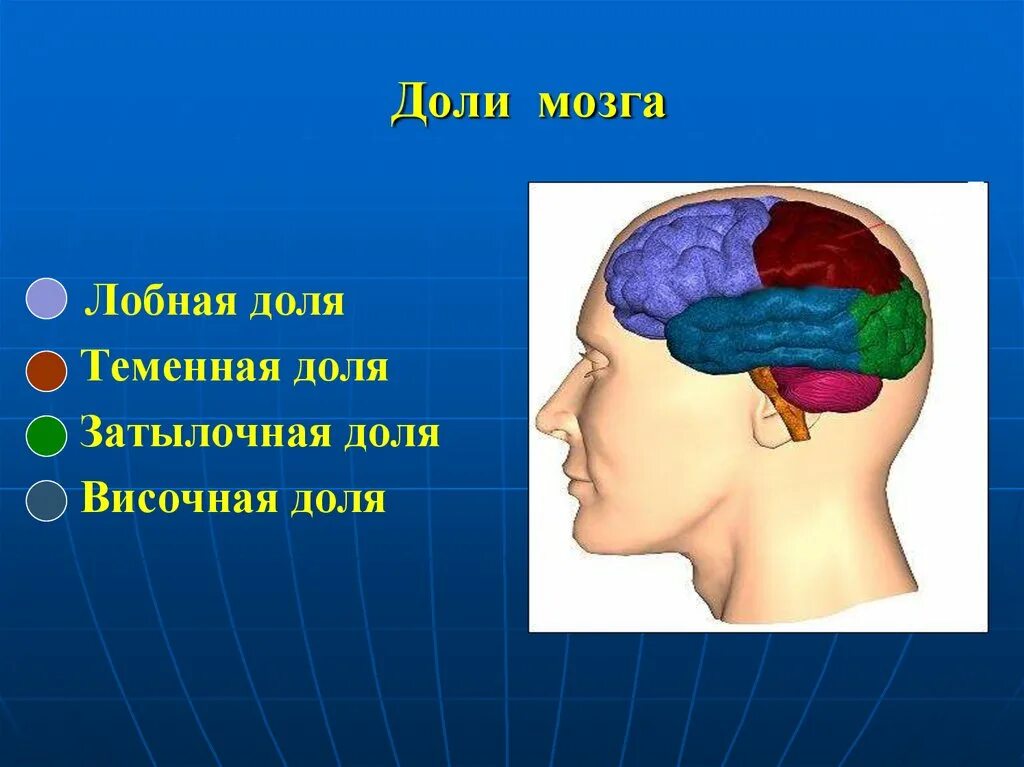 Теменная область поражения