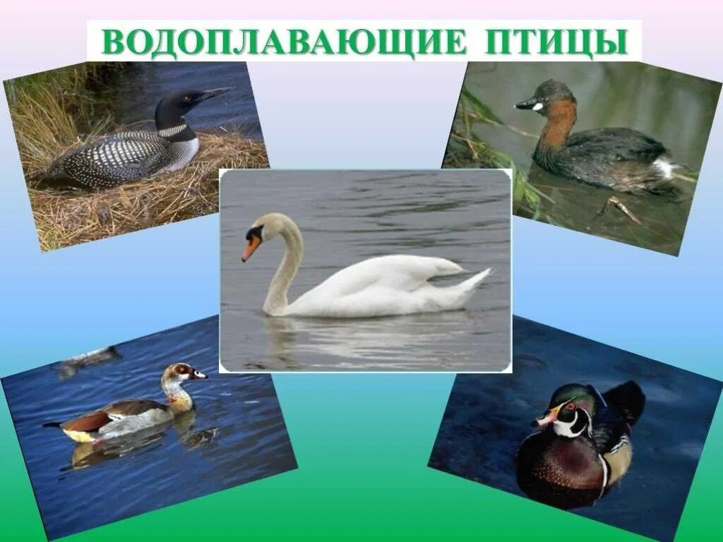 Водоплавающие птицы. Перелетные птицы водоплавающие птицы. Водоплавающие перелетные птицы для дошкольников. Перелётные водоплавкйщие птицы. Картинка перелетные и водоплавающие птицы.