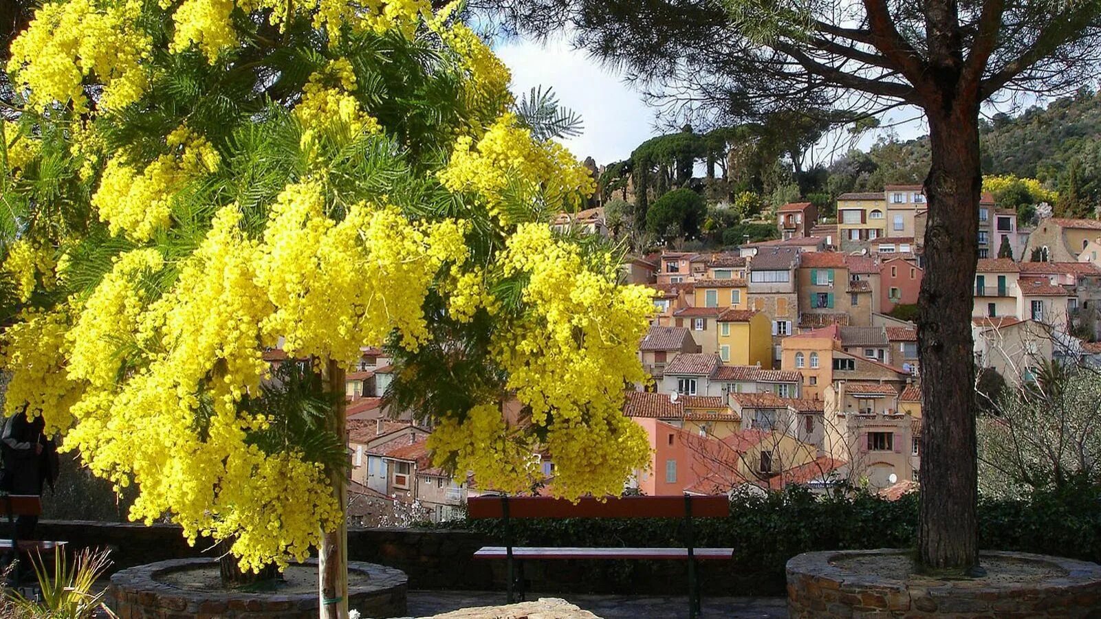 цветение мимозы в абхазии. мимоза какое дерево. Vachellia farnesiana. мимоза какое дерево. акация желтокорая.