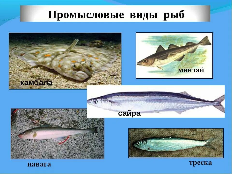 Рыбный промысел в беринговом море. Камбала охотского моря. Ресурсыяпонского море. Рыбная промышленность камчатки. Промысловое значение японского моря.