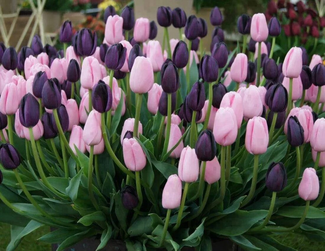 Тюльпан апельдорн элит. Тюльпаны фото. Тюльпан лорнах. Тюльпан рембрандт микс. Какие бывают тюльпаны.