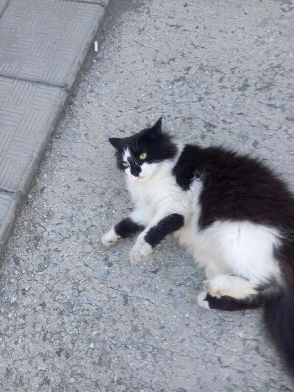 Сказочный домик для кошки. Кошкин дом ревда. Кошкин домик. Кошкин дом ревда. Кошкин дом на мирском переулке.