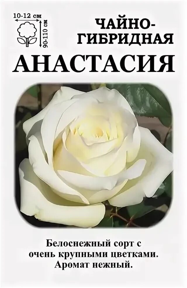 Галерея - Anastasia ® (Nirpwhi) - Энциклопедия роз