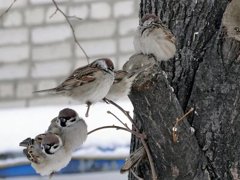 птицы обитающие вблизи жилья человека. птицы обитающие вблизи жилья человека. воробьиные птицы. птицы обитающие вблизи жилья человека. домовый воробей птицы 2022.