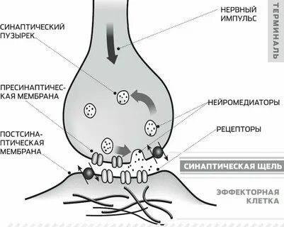 Передают нервные импульсы к рабочим органам
