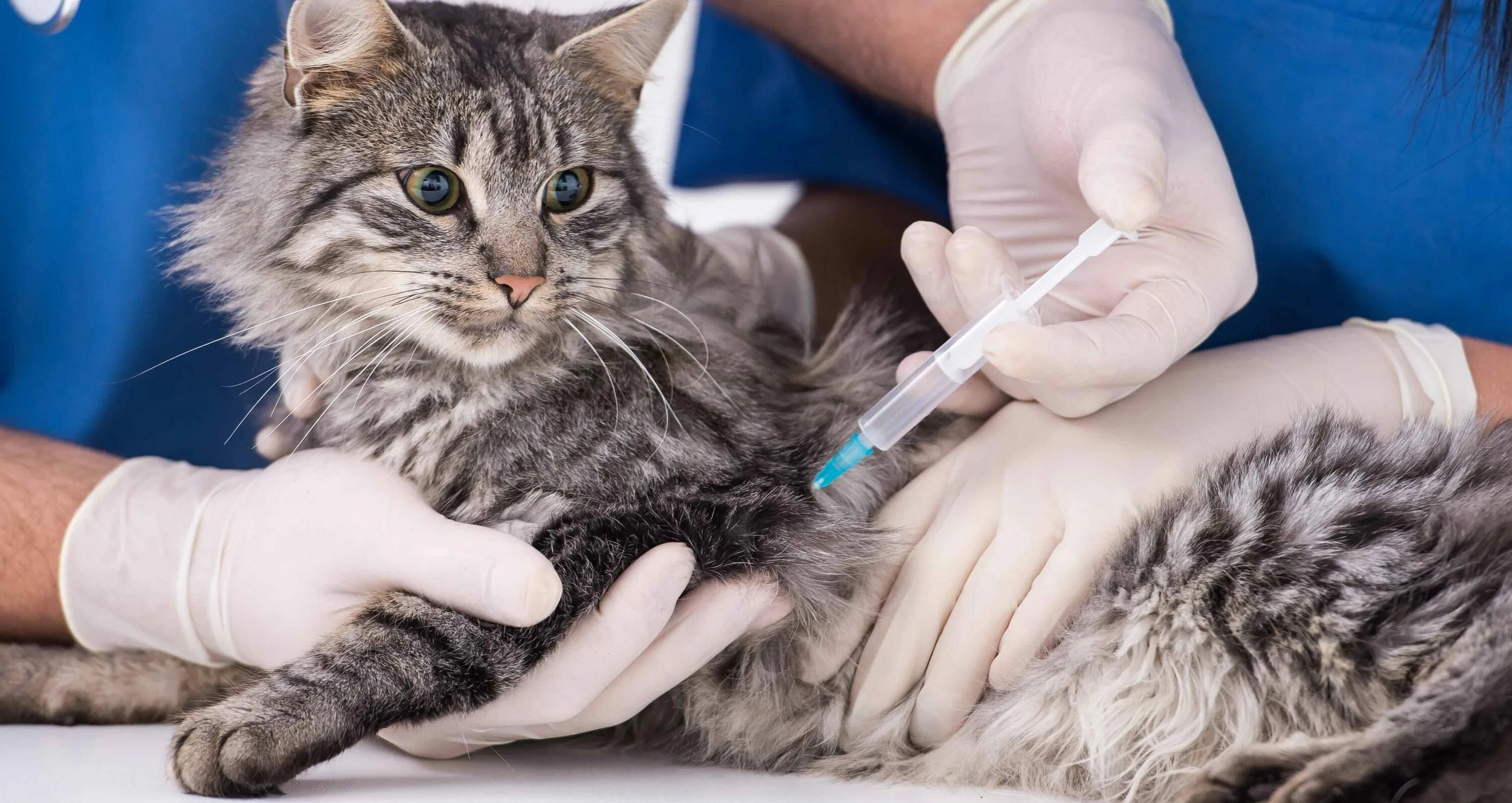 Где сделать бесплатную прививку кошкам. Вакцинация Мейн куна. Вакцинация кошек. Укол от бешенства кошке. Прививка для кошек.